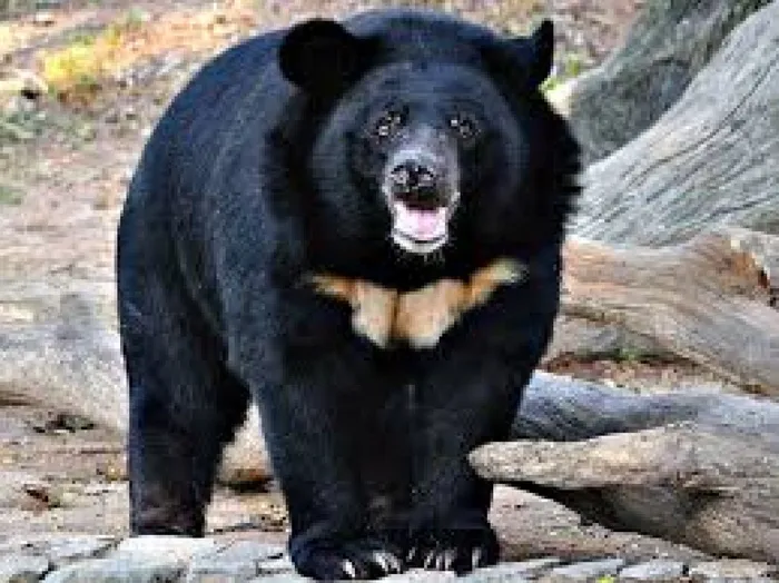 5 гималайский