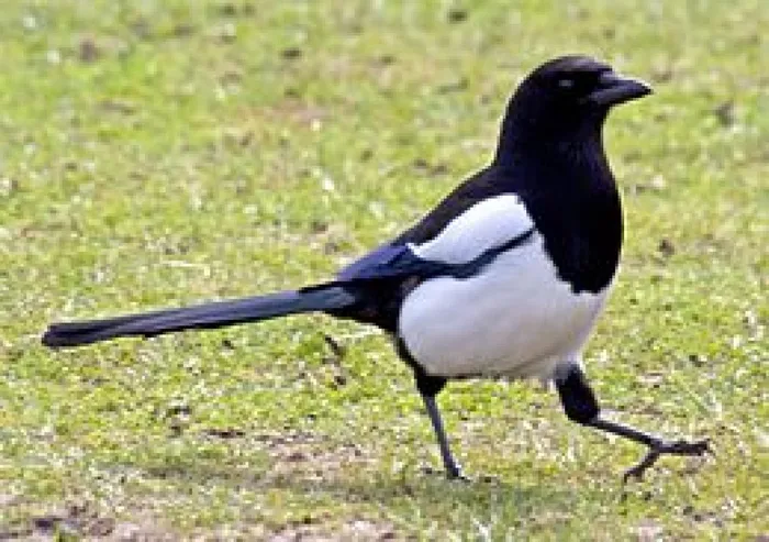 Magpie_(4505769139)