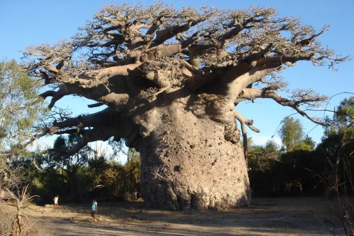 derevo-baobab-1