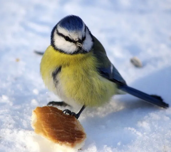 sinica-s-kusochkom-hleba-700x623