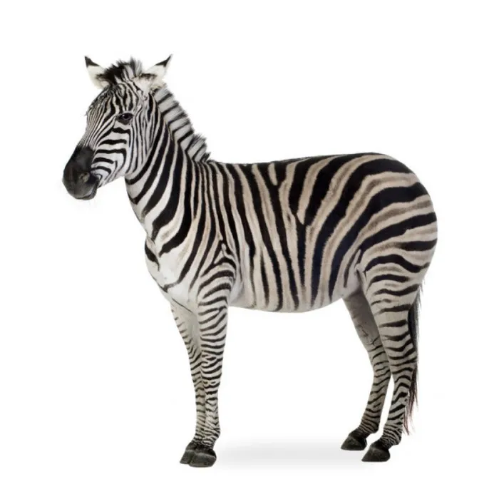 depositphotos_10870750-stock-photo-zebra